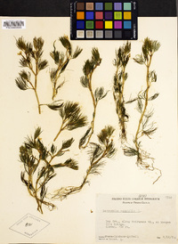 Ranunculus aquatilis image