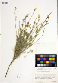 Eschscholzia californica image