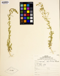 Lepidium densiflorum image