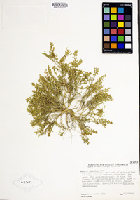 Lepidium dictyotum image