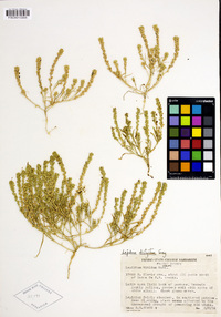 Lepidium dictyotum image