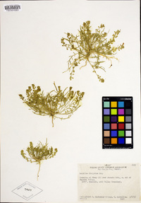 Lepidium dictyotum image