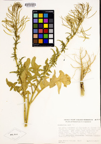 Sisymbrium irio image