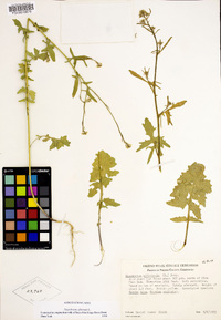 Sisymbrium officinale image