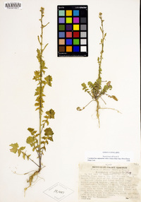 Sisymbrium officinale image