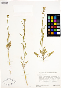 Sisymbrium orientale image