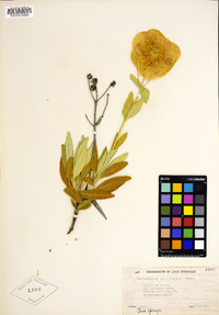 Carpenteria californica image