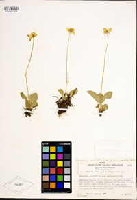 Parnassia palustris image