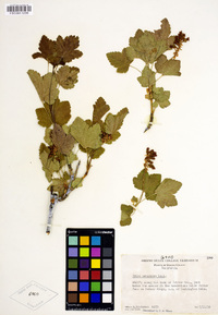 Ribes nevadense image