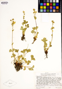 Potentilla flabellifolia image