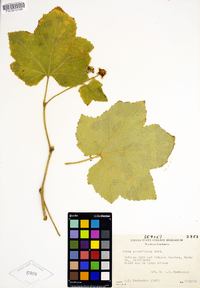 Rubus parviflorus image