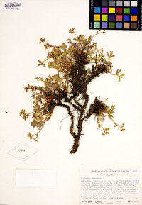 Sibbaldia procumbens image