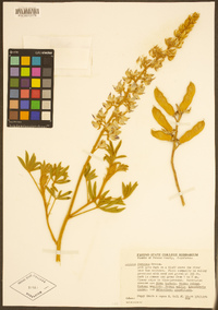 Lupinus formosus image