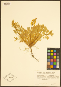 Lupinus citrinus image