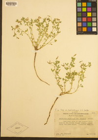 Trifolium monanthum image