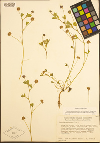 Trifolium depauperatum var. truncatum image