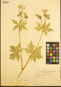 Geranium richardsonii image