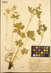 Geranium richardsonii image