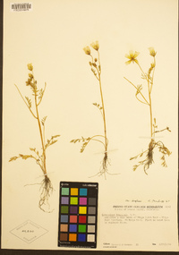 Limnanthes douglasii subsp. douglasii image