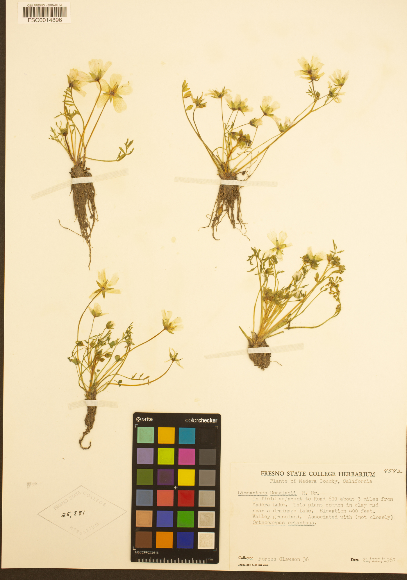 Limnanthes douglasii image