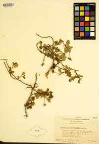 Ceanothus diversifolius image