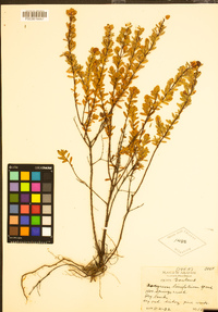 Image of Ascyrum linifolium