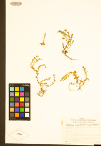 Hypericum anagalloides image