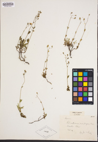 Image of Helianthemum rupifragum