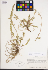 Lythrum hyssopifolia image