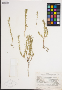 Lythrum hyssopifolia image