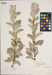 Elaeagnus commutata image