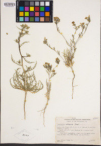 Mentzelia albicaulis image