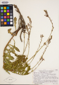 Oenothera sinuosa image