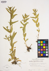 Epilobium ciliatum image