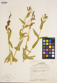 Epilobium ciliatum image