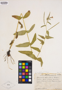 Epilobium oreganum image