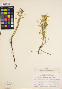 Oenothera serrulata image