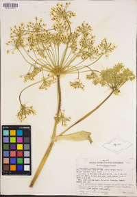 Heracleum maximum image