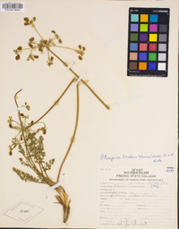 Cymopterus terebinthinus var. californicus image