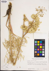 Angelica lineariloba image