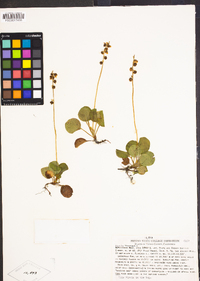 Pyrola minor image