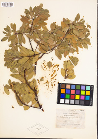 Arctostaphylos pungens image