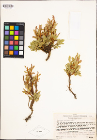 Vaccinium cespitosum image