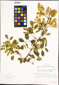 Fraxinus dipetala image