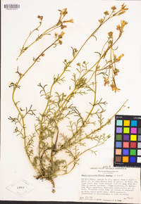Ipomopsis aggregata subsp. bridgesii image
