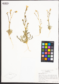 Gilia stellata image