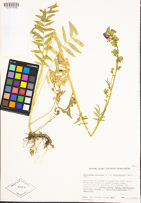 Polemonium occidentale subsp. occidentale image