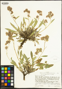 Phacelia hastata image