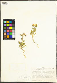 Phacelia crenulata image