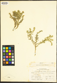 Cryptantha crassisepala image